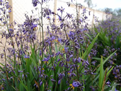 Dianella caerulea Ausplant Nursery